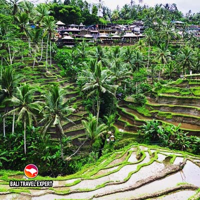 Tegallalang-rice-terrace-Bali-Travel-Expert